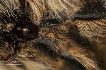 Media type: image;   Entomology 816431 Aspect: Leg